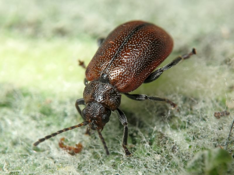 Lochmaea crataegi (Forster, 1771)